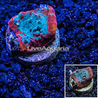 LiveAquaria® Cultured Chalice Coral (click for more detail)