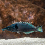 Green Bird Wrasse  (click for more detail)
