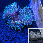  LiveAquaria® Ultra Duncan Coral (click for more detail)