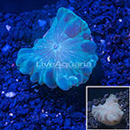 USA Cultured Fox Coral (click for more detail)