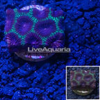 LiveAquaria® Cultured Dipsastraea Brain Coral (click for more detail)