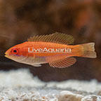 McCosker's Flasher Wrasse, Initial Phase (click for more detail)