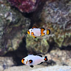 ORA® Captive-Bred Frostbite x Premium Snowflake Clownfish (Bonded Pair) (click for more detail)