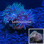 LiveAquaria® Duncan Coral (click for more detail)
