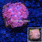 USA Cultured Flowerpot Coral (click for more detail)