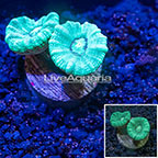 LiveAquaria® Candy Cane Caulastrea Coral (click for more detail)