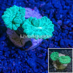 LiveAquaria® Cultured Neon Green Trumpet Coral (click for more detail)