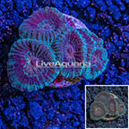 USA Cultured Brain Coral (click for more detail)