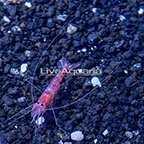Kuekenthal's Cleaner Shrimp (click for more detail)