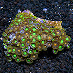 Radioactive Dragon Eye and Miami Hurricane Colony Polyp Rock Zoanthus Tonga SM (click for more detail)