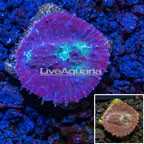 Australia Cultured Chalice Coral (click for more detail)