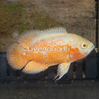 Albino Oscar (click for more detail)