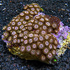 Candy Apple Pink and Purple Abyss Colony Polyp Rock Zoanthus Indonesia IM (click for more detail)
