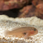 Coral Goby (click for more detail)