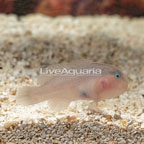 Coral Goby (click for more detail)
