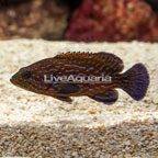 Blue Line Grouper  (click for more detail)