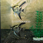 Blue Marble Angelfish, Pair (click for more detail)