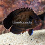 Bluefin Angelfish (click for more detail)