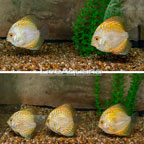 Golden Discus, 5 lot (click for more detail)
