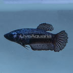 Copper Halfmoon Plakat Betta (click for more detail)