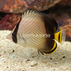 Indian Vagabond Butterflyfish (click for more detail)