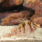 Falco Hawkfish (click for more detail)