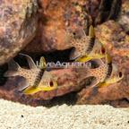 Pajama Cardinalfish, Trio (click for more detail)