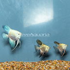 Bulgarian Green Angelfish, Trio (click for more detail)