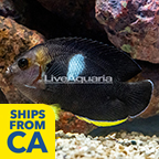 Keyhole Angelfish  (click for more detail)