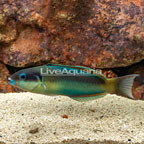 Red Cheek Wrasse  (click for more detail)
