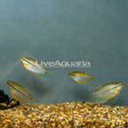 Pearl Gourami (Group of 4) (click for more detail)