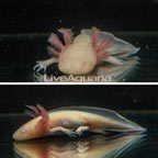 Captive-Bred Albino Axolotl, GFP (click for more detail)