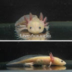 Captive-Bred Leucistic Axolotl, GFP (click for more detail)