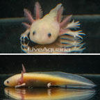 Captive-Bred Leucistic Axolotl, GFP (click for more detail)