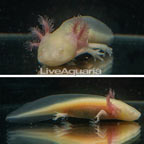 Captive-Bred Albino Axolotl, GFP (click for more detail)