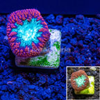 Australia Cultured Blastomussa Wellsi Coral (click for more detail)
