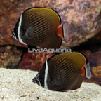 Pakistan Butterflyfish, Pair (click for more detail)