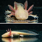 Captive-Bred Albino Axolotl (GFP) [Blemish] (click for more detail)