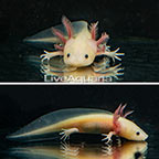 Captive-Bred Leucistic Axolotl, GFP (click for more detail)