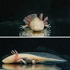 Captive-Bred Albino Axolotl, GFP (click for more detail)