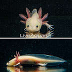 Captive-Bred Leucistic Axolotl, GFP [Blemish] (click for more detail)
