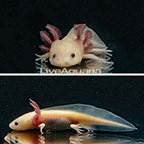 Captive-Bred Leucistic Axolotl, GFP (click for more detail)
