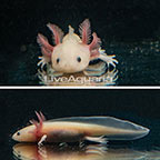Captive-Bred Leucistic Axolotl (click for more detail)