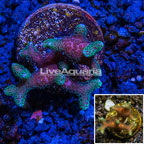 LiveAquaria® Cultured Birdsnest Coral (click for more detail)