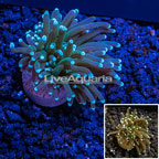 LiveAquaria® Cultured Torch Coral  (click for more detail)