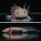 Captive-Bred Leucistic Axolotl, GFP (click for more detail)