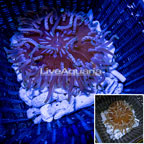 Long Tentacle Anemone  (click for more detail)