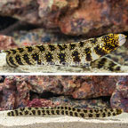 Snowflake Eel (click for more detail)