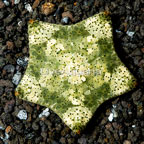 Pillow Sea Star (click for more detail)