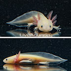 Captive-Bred Leucistic Axolotl, GFP (click for more detail)
